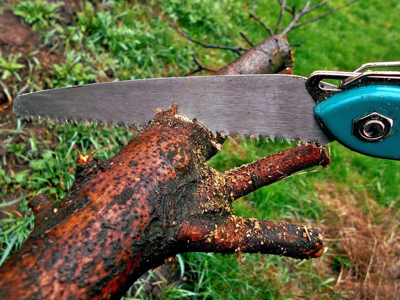 Pruning